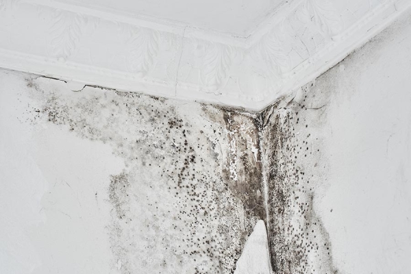Condensation causing mould on the walls